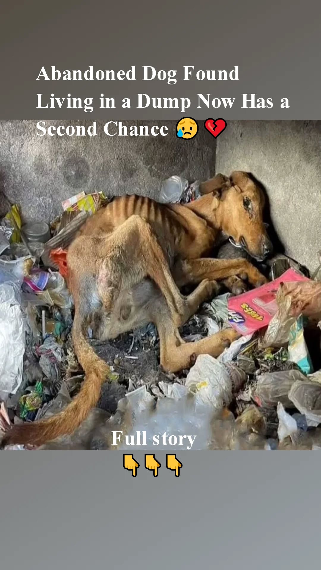 Abandoned Dog Found Living in a Dump Now Has a Second Chance