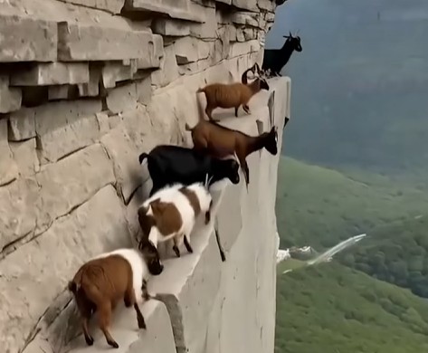 The Amazing Climbing Skills of Goats: Nature’s Acrobat