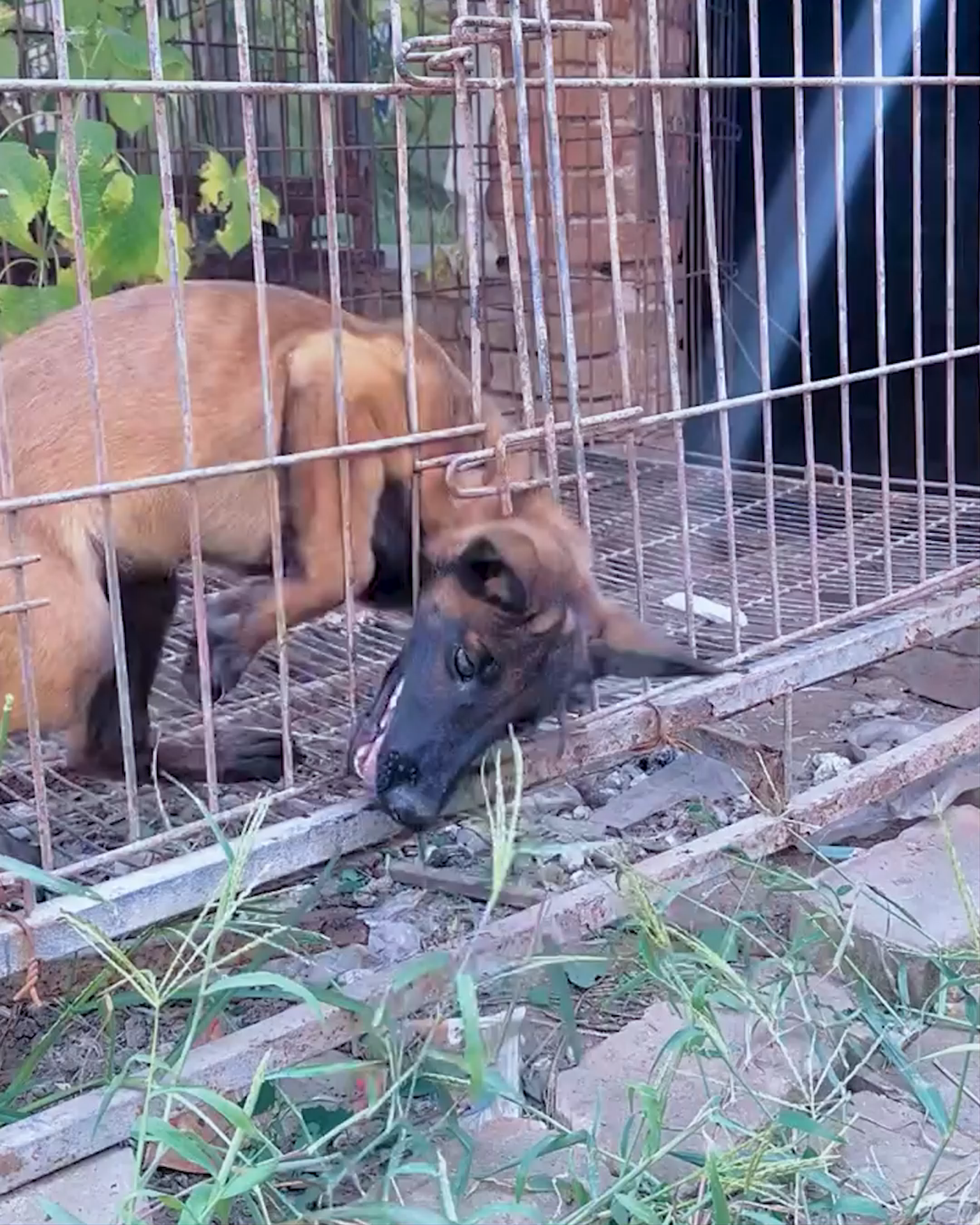Dog Sees Puppy in Trouble – What He Does Next Is Incredible