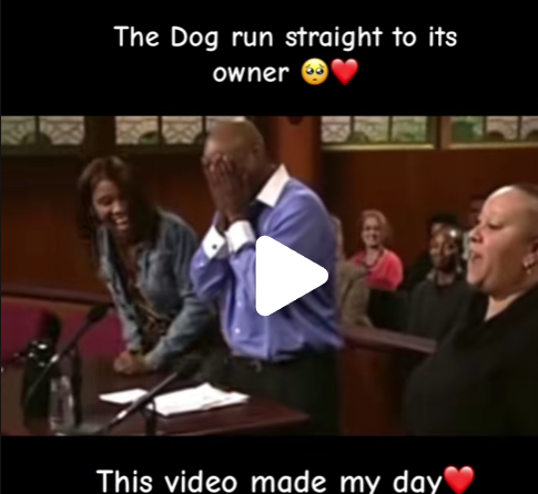 Judge judy dog runs to owner
