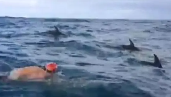In a Remarkable Real-Life Rescue, Dolphins Protect Lifeguards from a Great White Shark 1/2