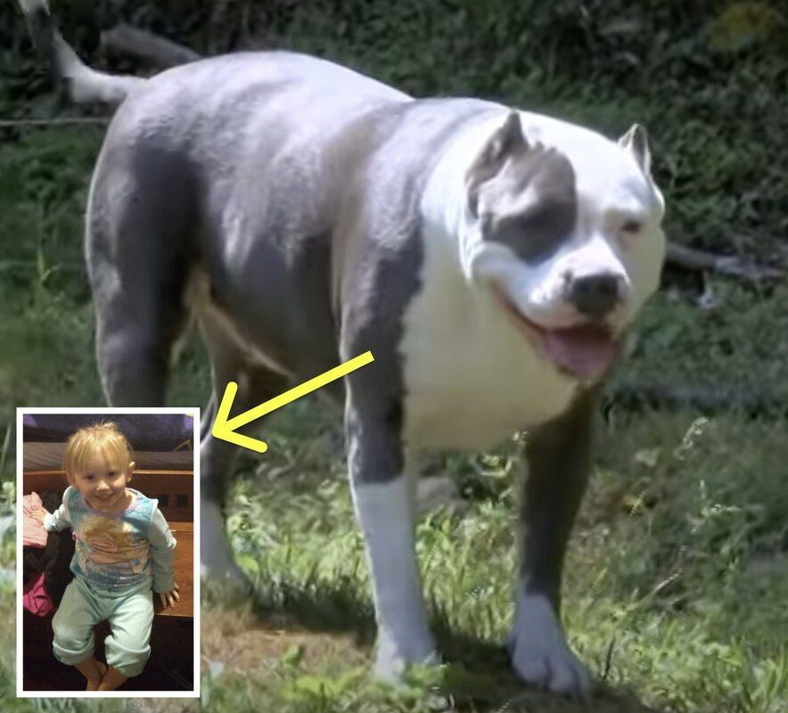 2-Year-Old Goes Missing For Days, Man Opens Door And Realizes Pit Bull Had The Little Girl