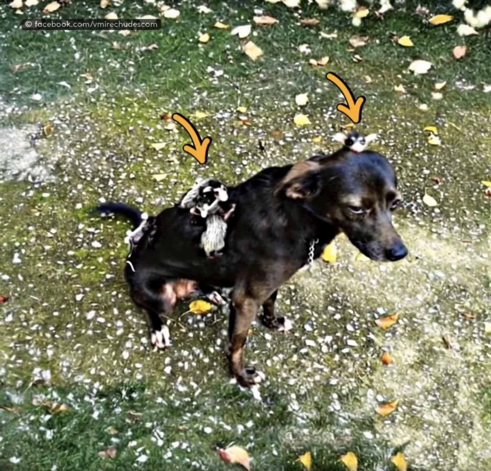 Look what this dog brought into the house on its back. The owners still can’t get over it…