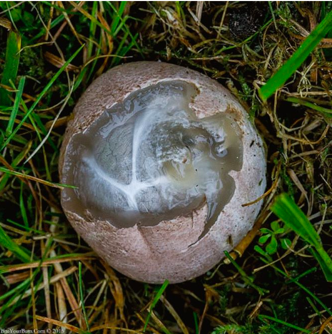 A guy found a strange egg in the yard. Within seconds, everyone was holding their breath at what they saw…