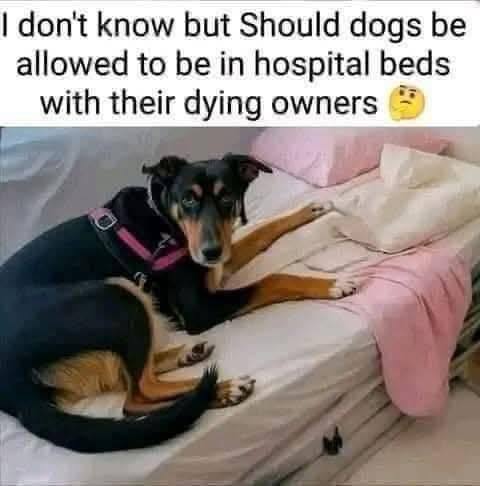 Heartbreaking Moment Dog Refuses To Leave Owner’s Side As He Lies On His Deathbed