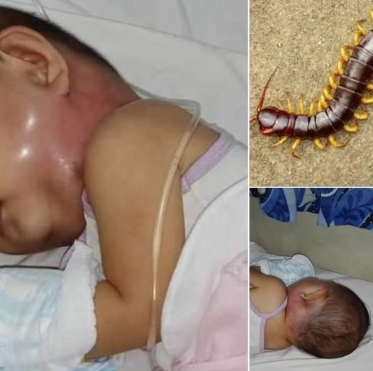 Why You Should Never Kill A House Centipede Inside Your House Again