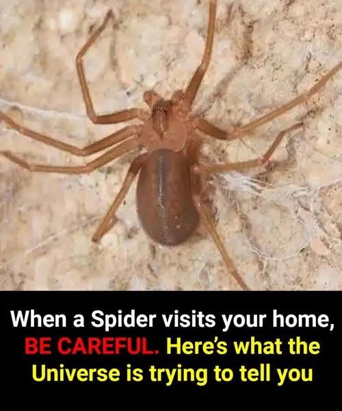 Did you know: When a Spider visits your home it’s a sign
