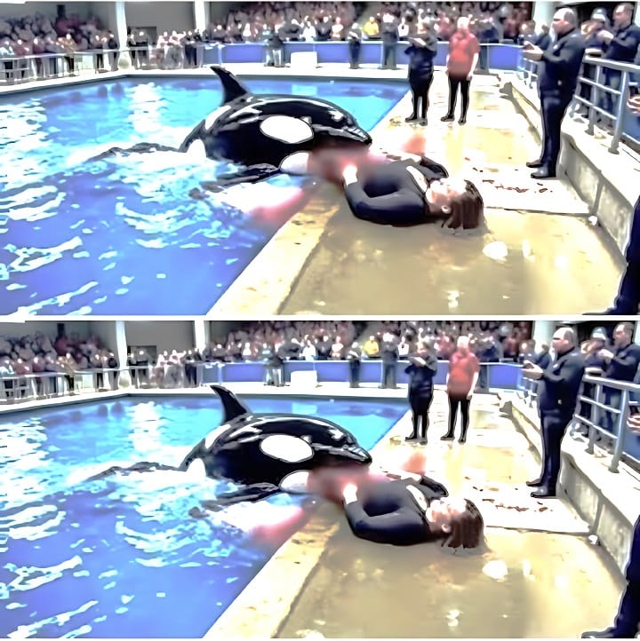 SAD NEW : The terrifying final moments of the Golden Coach…See more