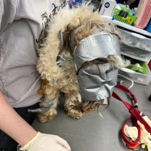 This poor dog was found in a dumpster completely wrapped in duct tape: the rescuers said they had “never seen anything like it”  But the poor soul soon got good news… check the comments to read the full story:
