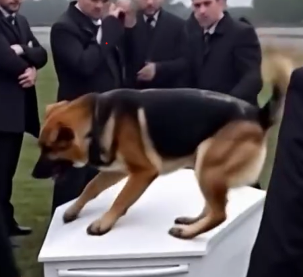This dog got very emotional at his owner’s funeral!