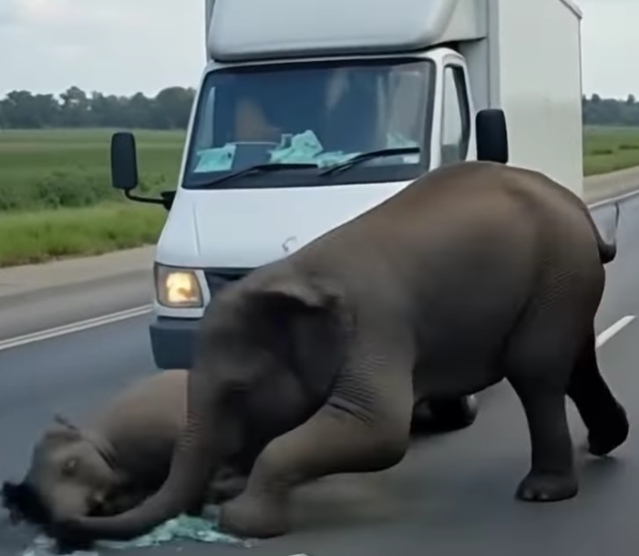 Driver Hits Baby Elephant — What the Mother Did Next Shocked the World