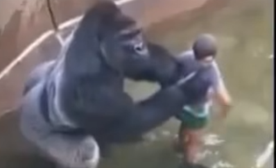 The Boy Who Tumbled Into a Gorilla Enclosure… and Was Gently Protected — Watch What Happened Next