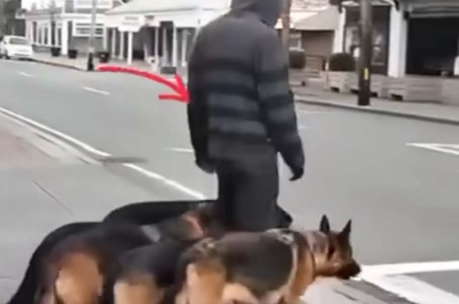 At first, it seemed like he was simply walking his dogs. But after five seconds, when people took a closer look, they froze in horror at what unfolded before their eyes.
