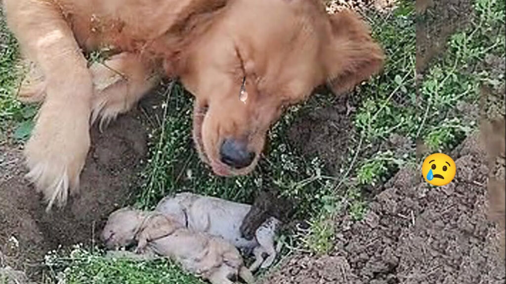 Dog Covered in Porcupine Quills Gets Life-Saving Help from Local Hero