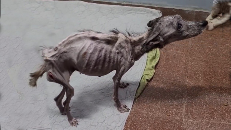 Left With Only 1% of Life, Angela the Dog Survived a Decade of Cruelty and Found Hope
