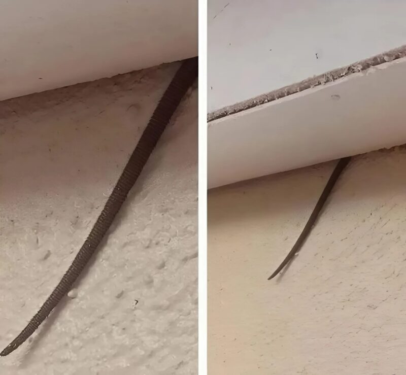 A man discovered a hidden secret in his roof that left him frozen with shock