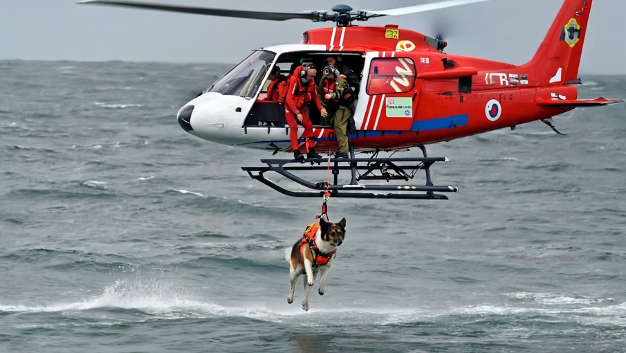 A Rescue Dog Leapt From a Helicopter—Then I Knew Who He Was Saving
