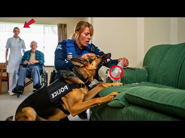 No One Believed the K9 Dog When It Barked at the Couch — Until the Police Opened It…