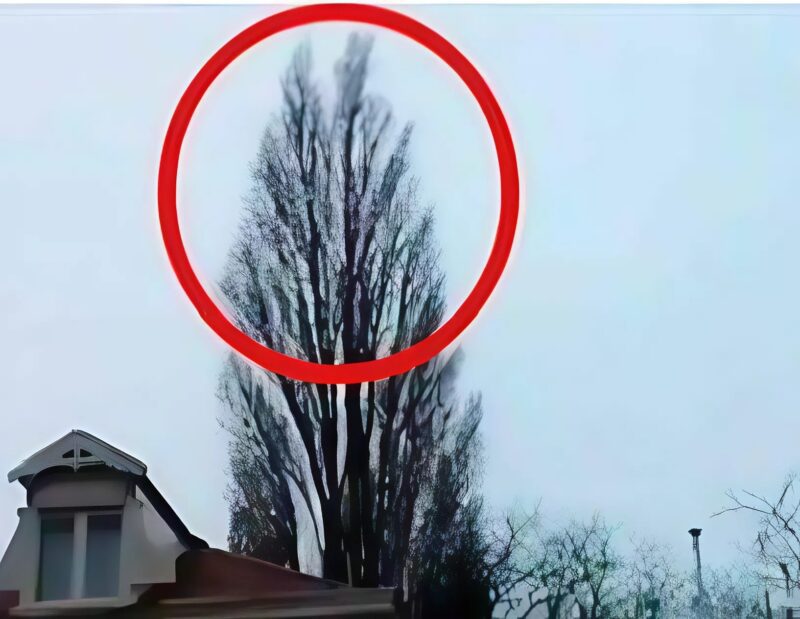 I just wanted to wear a tree… but nature gave me an eternity moment