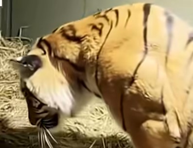 (VIDEO) Tiger Mother Gives Birth To Lifeless Cub, Bystanders Left Stunned By Her Immediate Reaction