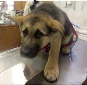 “A Pup in Pain: One Small Life, So Many Silent Prayers”
