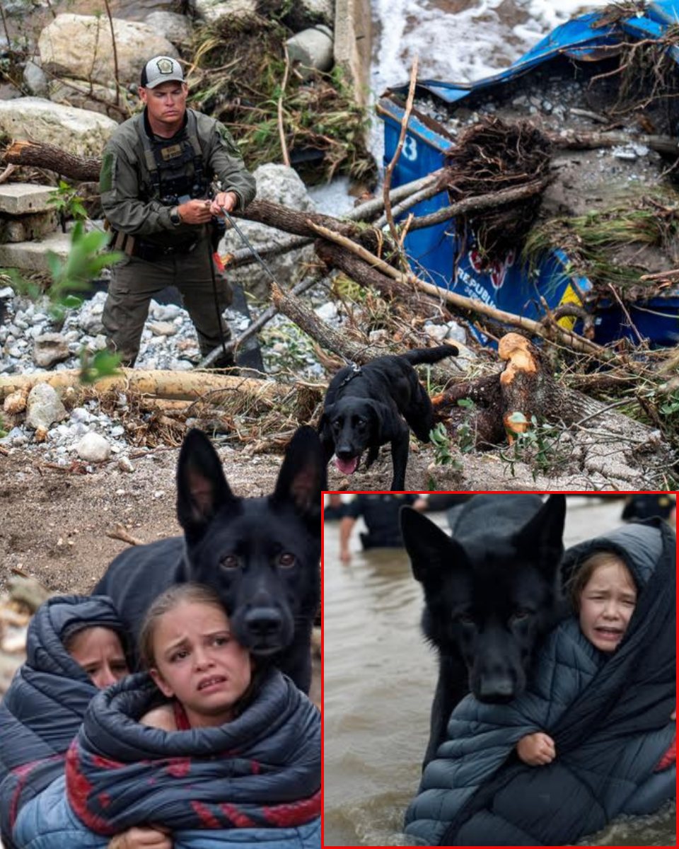 CLOSE UP MIRACLE! Heroic K9 and Police Officer Save Girl Swept 20 miles Away by Floodwaters in Texas — Summer Camp Nightmare Turns into MIRACLE! Details