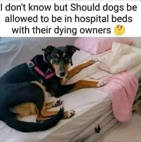 Heartbreaking Moment Dog Refuses To Leave Owner’s Side As He Lies On His Deathbed