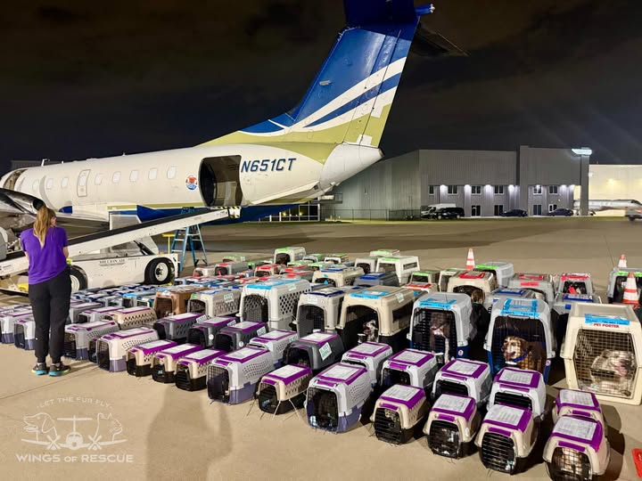  Yesterday morning, 189 dogs and cats left overcrowded shelters in Texas and Louisiana!