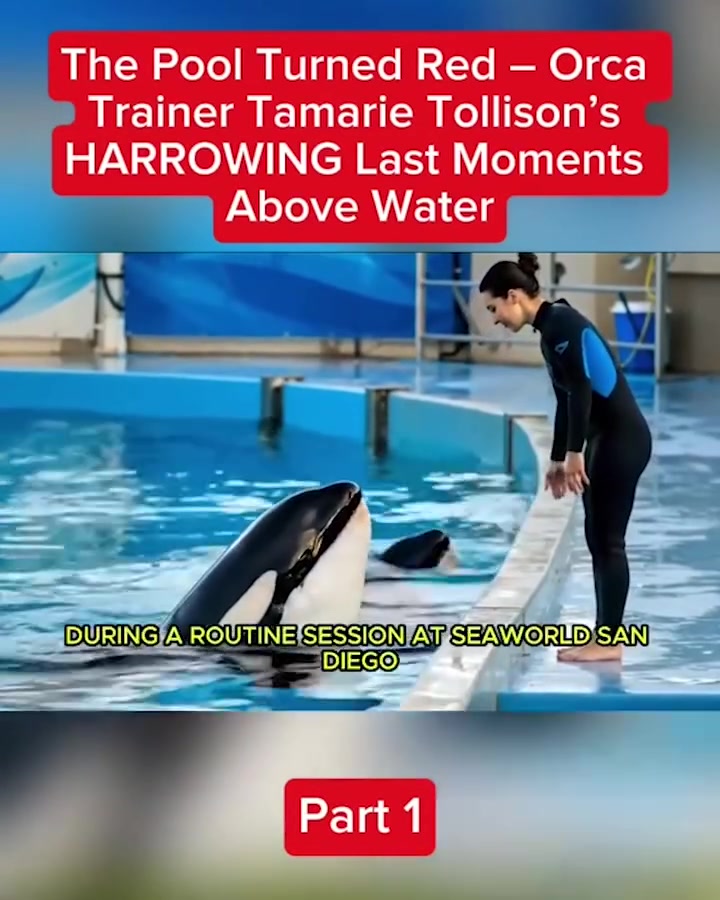 Everything went wrong when two orca drag trainer beneath the surface…