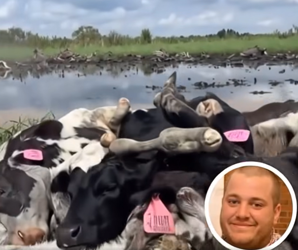 Farmer And 16 Cows Found Dead, Cause Of Death Finally Discovered’Check more in first comment..