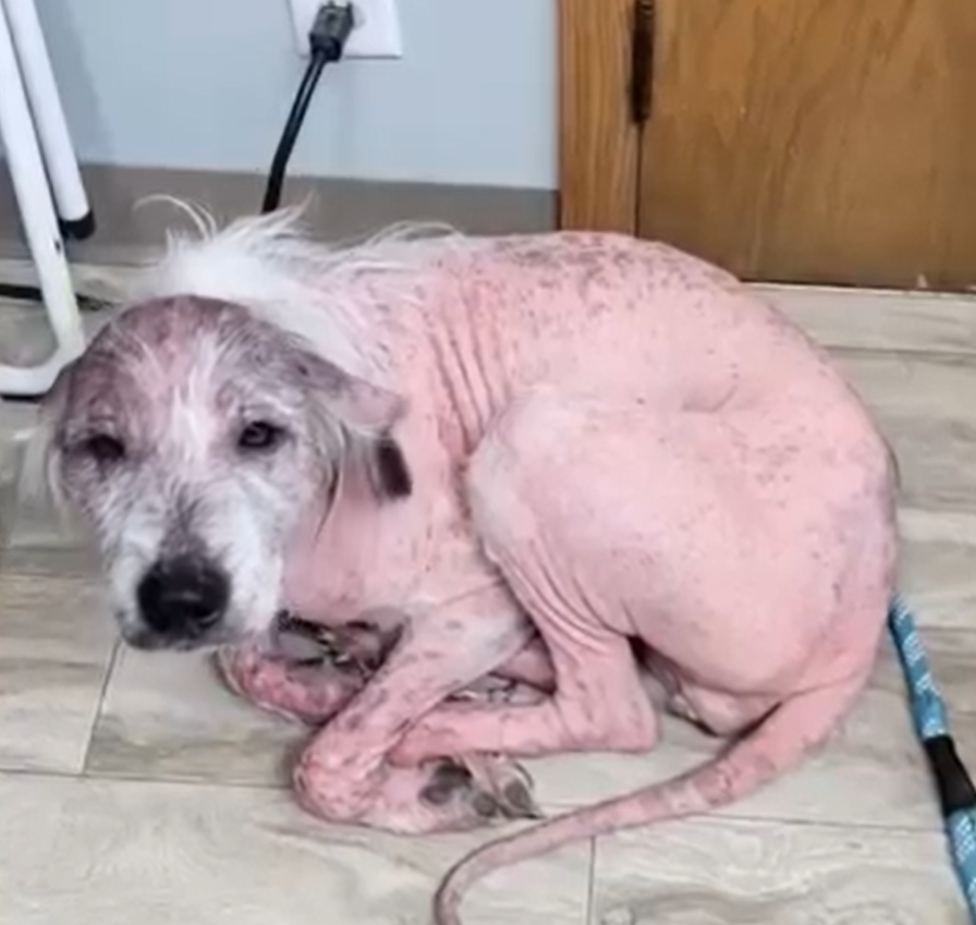 Rescuers Surprised to Learn the True Breed of This Puppy