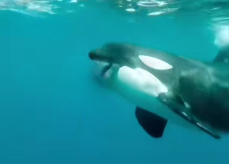 Beloved Marine Life Trainer Jessica Radcliffe Remembered After Her Passing