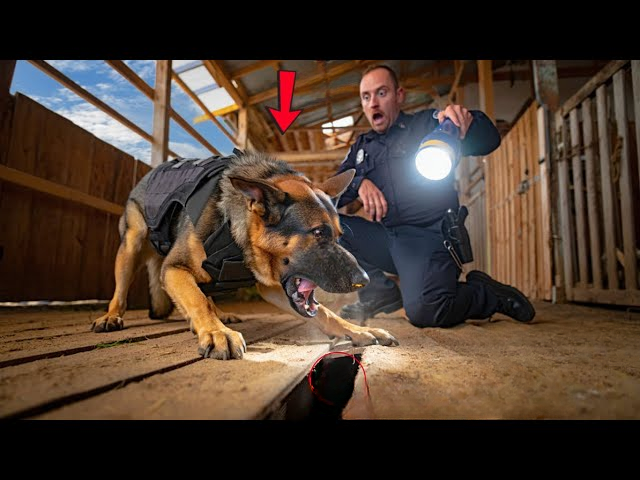 K9 Officer Zeus Helps Locate Four Missing Children Hidden Beneath Floorboards of Seemingly Abandoned Barn